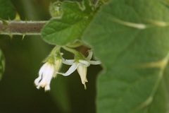 Solanum stramoniifolium